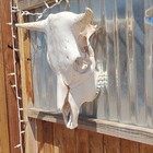 Cow Skull With Horns Wall Mount Taxidermy Decor Mammal Animal