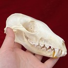 Stock Real Fox Skull Taxidermy Real Bone Skeleton Desktop Ornament Halloween