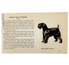 Kerry Blue Terrier 1939 Dog Breed Art Ole Larsen Color Plate Print Pcbg17