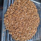 Live Mealworms Feeders For Reptile And Birds -  Free Shipping  