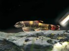 6-pack Panda Garra 1        Rare Algae Eater     Peaceful Freshwater Aquarium Fish
