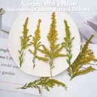 12pcs Real Pressed Dry Yellow Leaves For Art Craft Fht07