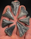 Fossil Great White Shark Tooth Collection All Natural Glossy Teeth