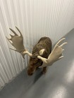 Melissa   Doug Giant Moose Lifelike Wired Jumbo Plush Stuffed Animal