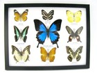 9 Beautiful Butterflies In Xl Showcase  Framed  Real Taxidermy - A-09-ulysses-14