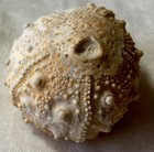 Set 3 Echinoid Cretaceous Sea Urchins Salenia Texana Road Cut Austin Area Texas 