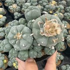 Succulent Cactus Plant Homegarden Decoration Beautiful Cactusplants 11-12cm