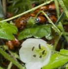 Free Priority Mail 2000 Premium Fresh 2025  Live Ladybugs With  2  Pacs Of 1 000