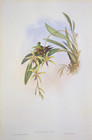 John Gould Letitia Hummingbirds Vintage Art Print Bookplate 130