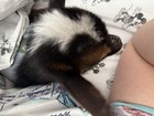 Nigerian Dwarf Female  Baby Goat     kisses    For Sale