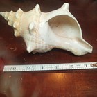 Horse Conch  Nice Medium Fossil  From Florida -  triplofusus Giganteus