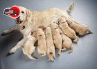 12 Pcs set Soft Nylon Puppy Id Collar Adjustable Whelping Breakaway Litter New