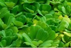 35  Small Dwarf Water Lettuce Aquarium pond Plant Over 100 Leaves