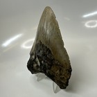 Megalodon Shark Tooth 4 40 Inch - Beautiful - Real Fossil - Natural Teeth 20753