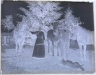Antique Glass Plate Negative  A Dog Amongst  Horses
