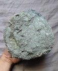 Rare Large Quality Fossil Coral Favosites Devonian Age 