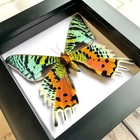 Madagascan Sunset Moth  urania Rhipheus  Box Frame Display Insect Butterfly Ven
