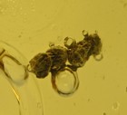 Debris And Enhydros  not Moving  - Fossil Insect Inclusion In Dominican Amber