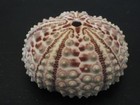 Wow Colors   arbacia Stellata  39 7mm mexico Sea Urchin
