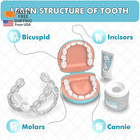 Dentist Play Set For Toddlers 3-5 - Doctor Kit Toy Gifts For 3 4 Year Old Girls 