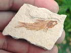 100  Authentic Fossil Fish From Lebanon Cretaceous 100 Myo  1a