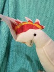 Major Mitchells Cockatoo - Hansa 7641 Realistic Stuffed Plush Animaly 32cm