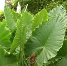 Alocasia - Calidora   10-12  Tall