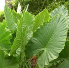 Alocasia - Calidora  7-8 Inches Tall