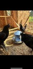 Ayam Cemani Chicken Hatching Eggs 6  High Quality Eggs   Shipping
