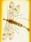 Antique Microscope Slide By Ward - Scorpion Fly