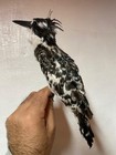 Taxidermy Bird  For Sale Halcyon Smyrnensis