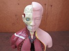 Anatomical Model Display Anatomy Head Torso Lungs Kidneys
