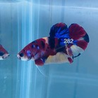Betta Nemo Koi Male Multi Live Fish Usa High Quality  282