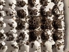 1000 Live Small Dubia Roaches Reptile Feeders Please Read Description Before Buy