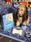 Miniature Hagen Renaker Spaniel Brown tan Dog Lot W  Puppy Chow Bone Ball