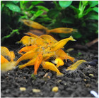 20 2 Sunkist Orange - Freshwater Neocaridina Aquarium Shrimp  Live Guarantee