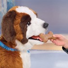             new Furreal Millie My Lovin  Pup 2025 Hasbro Interactive Dog Move Talk            