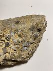 Mississippian Crinoid Fossil Large Plate Pitkin Limestone Arkansas Rare Find