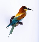 Taxidermy Mount Bird Bee-eater Stuffed Animal Wall Mount Colorfu Merops Apiaster