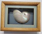 White Pearl Nautilius Sea Shell Opalescent   In Wooden Frame