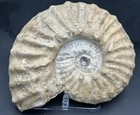 Very Nice 8 25    Dino Age Mortoniceras Sp Texas Fossil Ammonite  Nice Sutures 