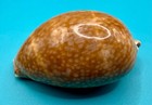 Macrocypraea Cervus     Deer Cowrie     Dry Tortugas     115 8mm