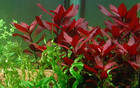 Ludwigia Repens  dark Red  Live Aquarium Plants Buy 2 Get 1 Free