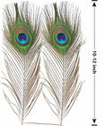 12pcs Peacock Feather Natural In Bulk 10-12 Inch 25-30cm Small Eyefor Craft Vase