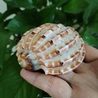 Large Natural Major Harp Hermit Crab Turbo Conch Seashell Rare Real 3-3 5 Inch