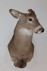 Whitetail Deer Head Shoulder Mount Taxidermy Mount Antler Hunt Rack Mule Hide