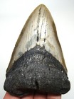 Megalodon Shark Tooth Real Fossil 3 88    Shark Teeth No Repairs No Restorations