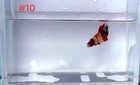 Betta Nemo Multi Male Live Fish High Quality 10