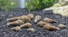 15 Live Malaysian Trumpet Snails Mts - Freshwater Aquarium Algae Eater Substrate