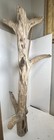 Driftwood Pine Taxidermy Terrarium Beach House Decor Centerpiece